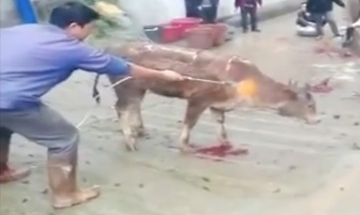 【閲覧注意】バーナーで生きた牛を焼き殺す男にネット民が激怒